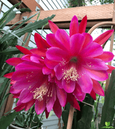 Pegasus  Epiphyllum